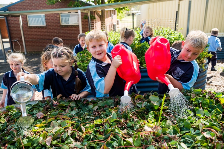 Students enjoying watering the strawberries.
