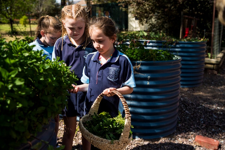 3 young students picking herbs from the vegetable garden.